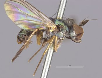 Media type: image;   Entomology 12915 Aspect: habitus lateral view